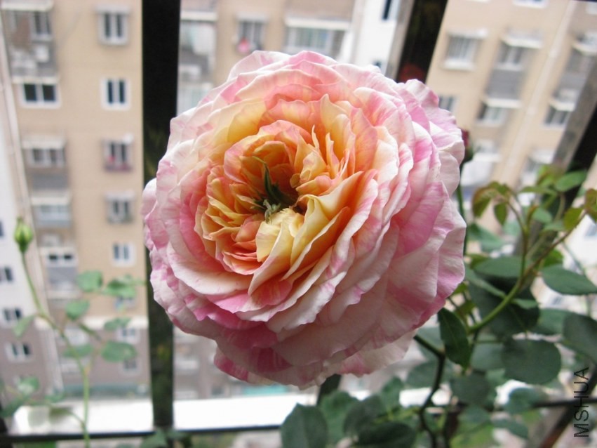 ��Ƭ 086.jpg