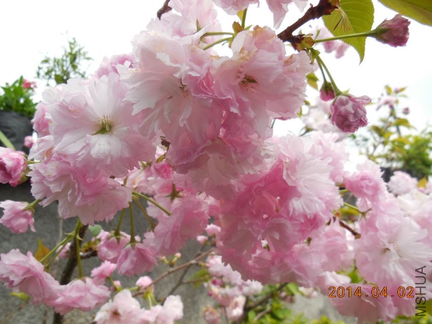 DSCN0345_meitu_1.jpg