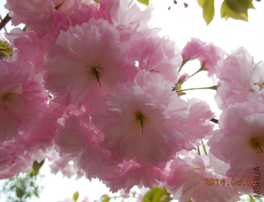 DSCN0346_meitu_2.jpg