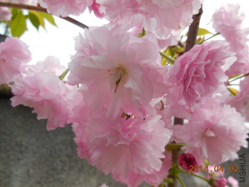 DSCN0348_meitu_4.jpg