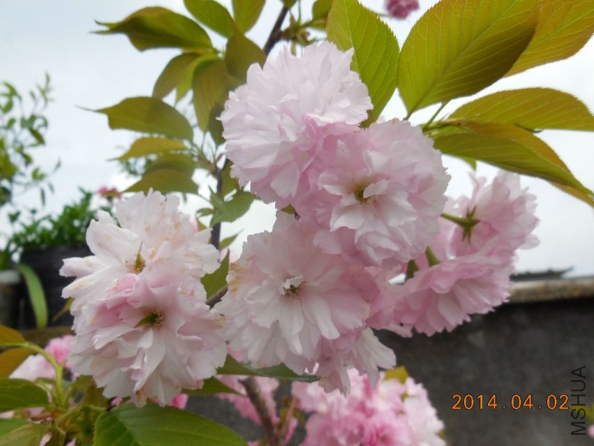 DSCN0352_meitu_8.jpg