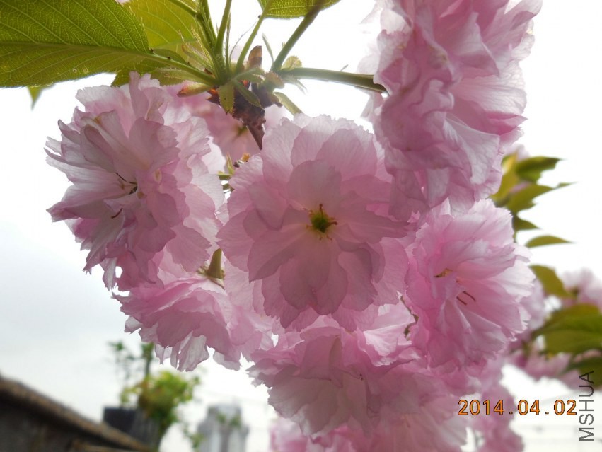DSCN0353_meitu_9.jpg
