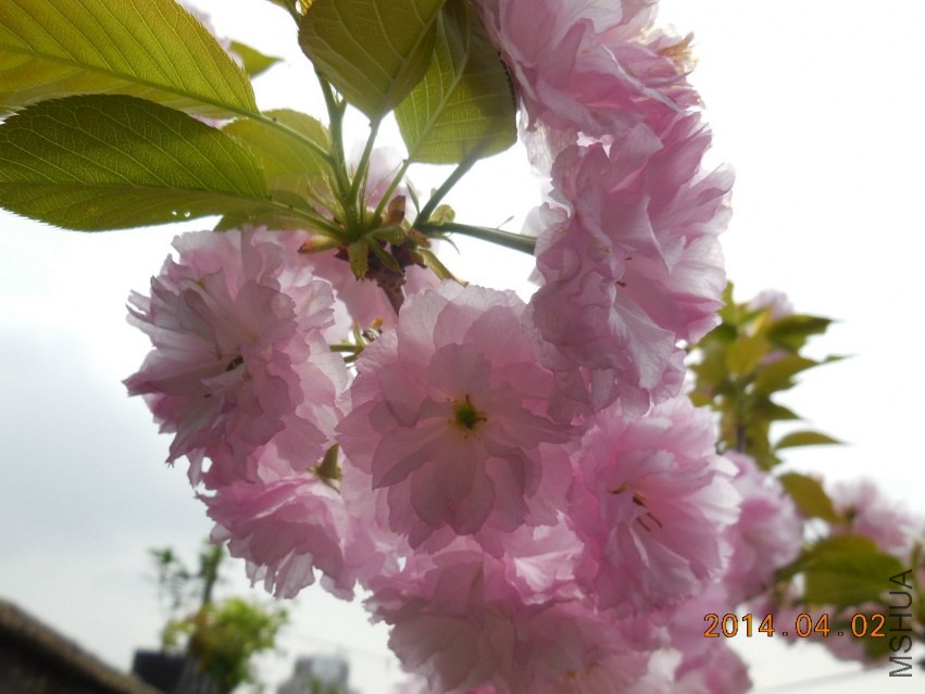 DSCN0354_meitu_10.jpg