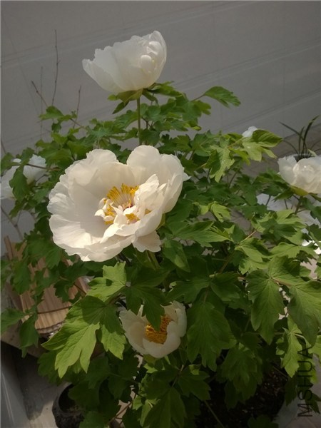 MediaLib_Camera Roll_WP_20140402_002.jpg