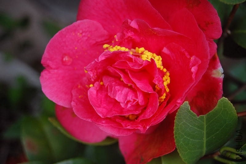 DSC_00080008.JPG