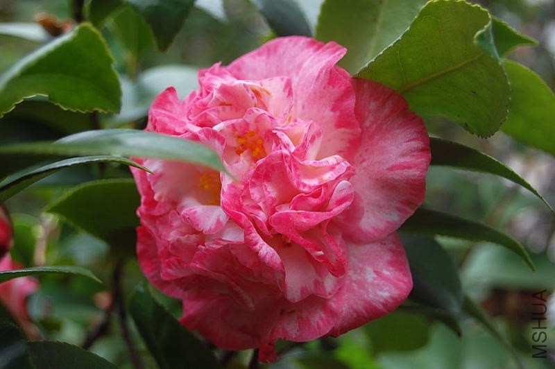 DSC_01510151.JPG