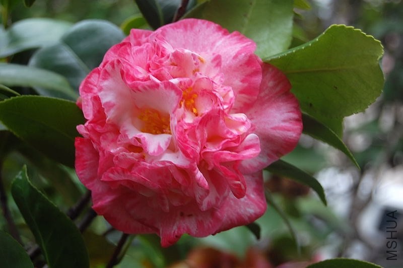 DSC_01500150.JPG