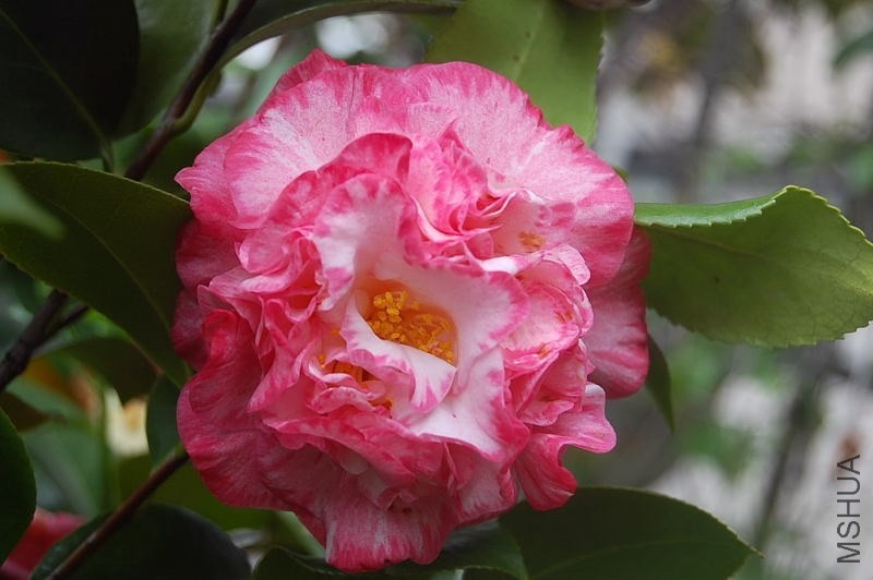 DSC_01480148.JPG