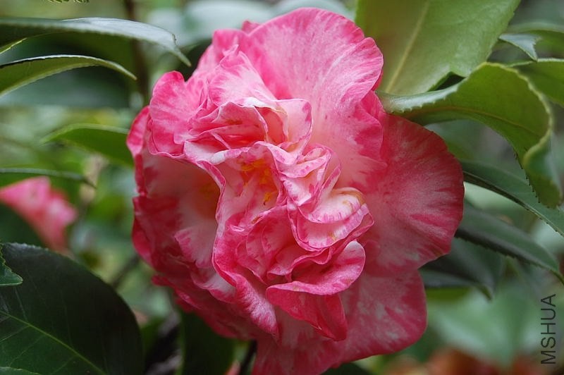 DSC_01530153.JPG