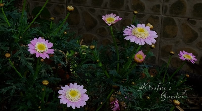 DSCF3091_����.jpg