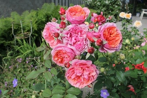 Laduree_3a0fc4b0_L.jpg