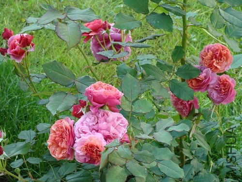 Laduree_64e93c85_L.jpg