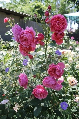 Laduree_a1f35e77_L.jpg