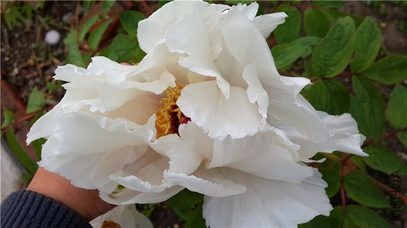 20140403_073154.jpg