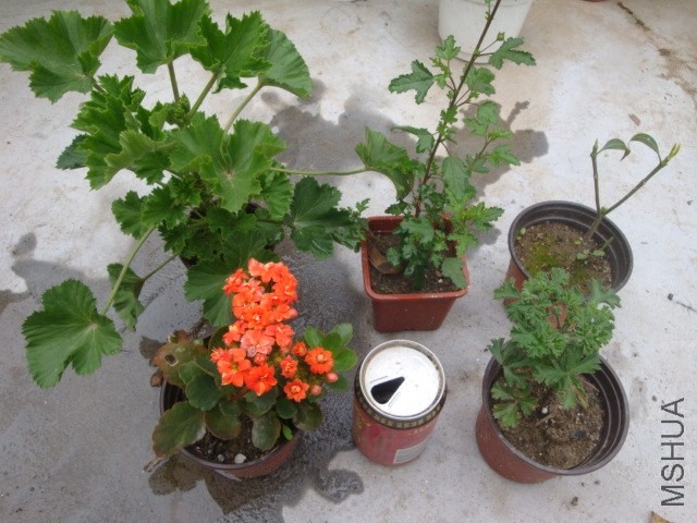 DSC05190.JPG