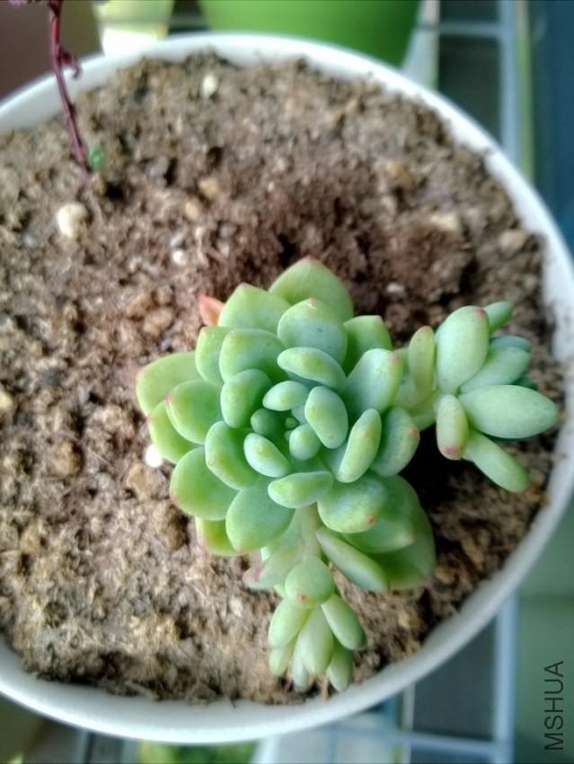 ���ݵ���֬��