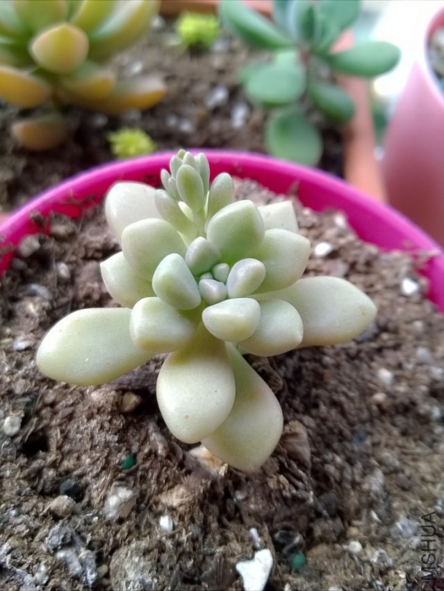 ��Ҷ������