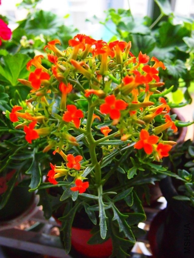 psb (19).jpg