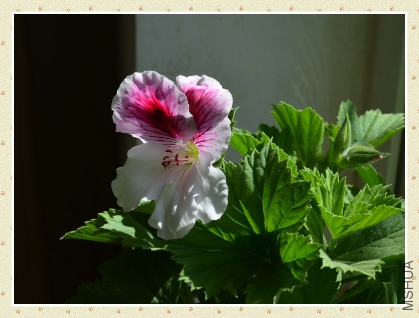 �� ��403.jpg