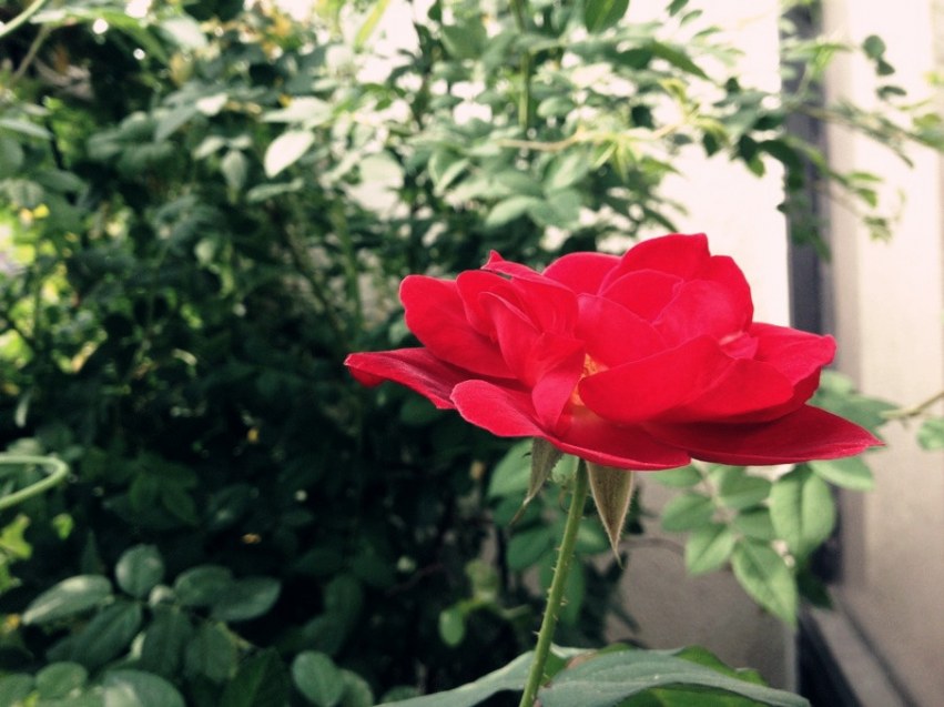 red rose1_����.jpg