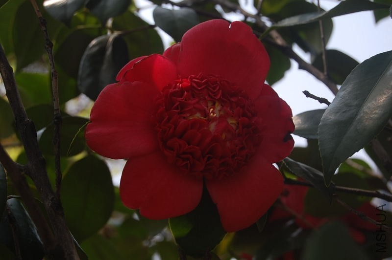 DSC_06000600.JPG