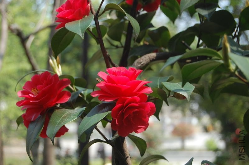 DSC_04670467.JPG