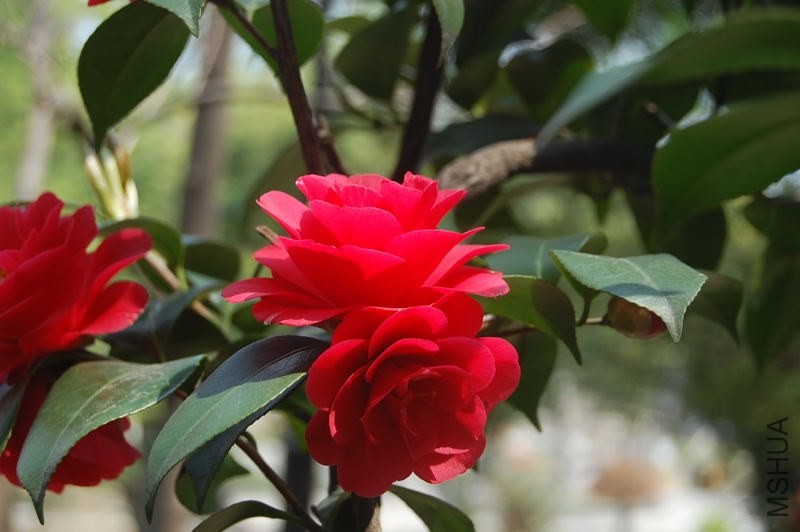 DSC_04650465.JPG