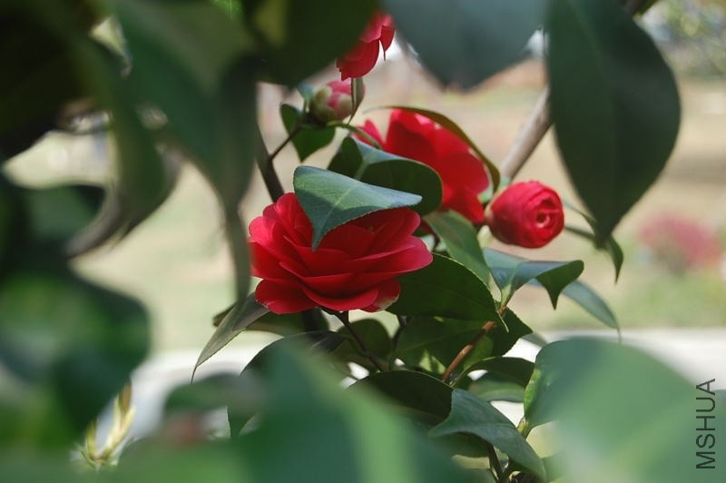 DSC_04640464.JPG