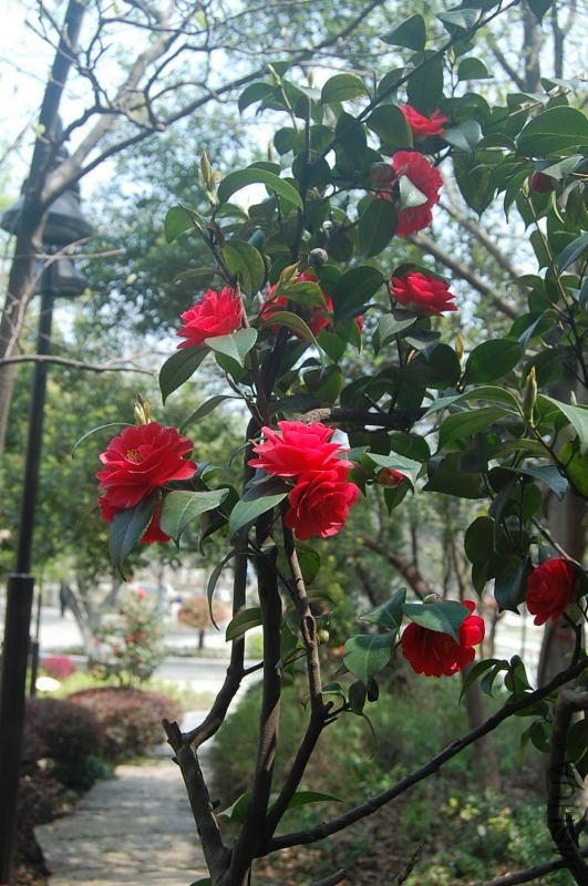 DSC_04700470.JPG
