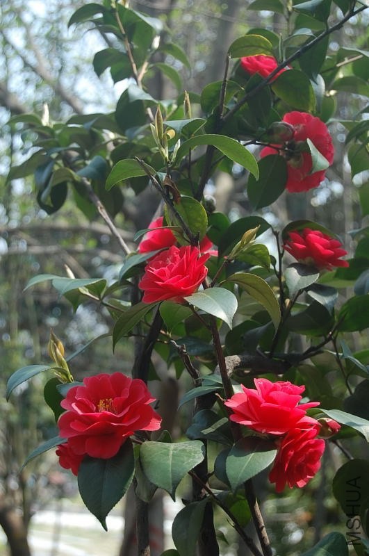 DSC_04710471.JPG