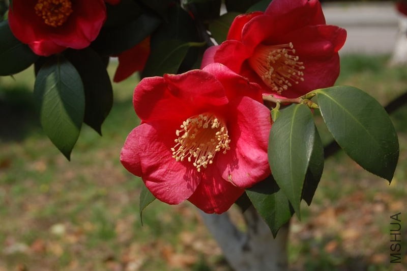 DSC_06030603.JPG