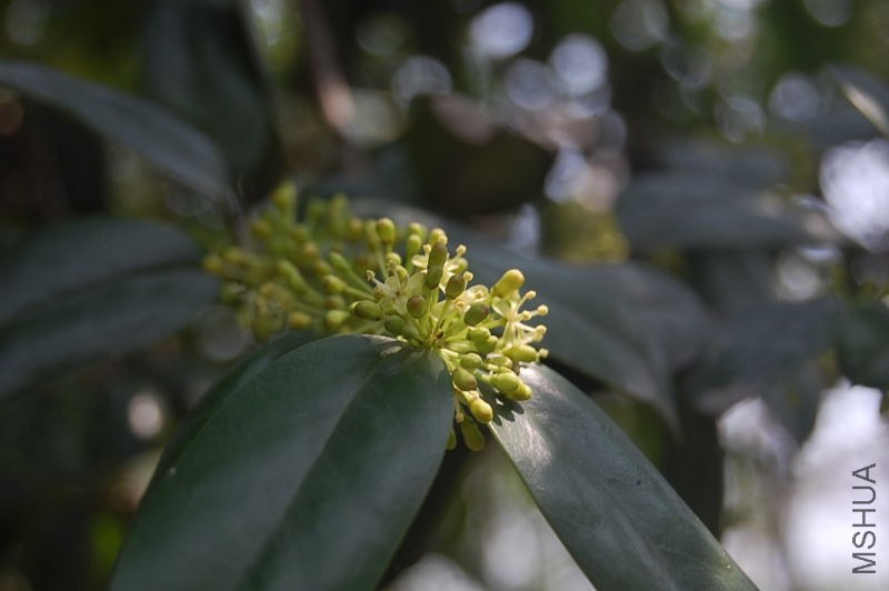 DSC_04990499.JPG