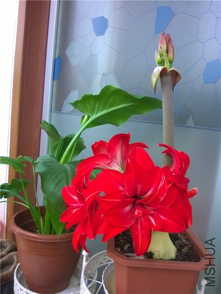 MediaLib_Camera Roll_WP_20140403_002.jpg
