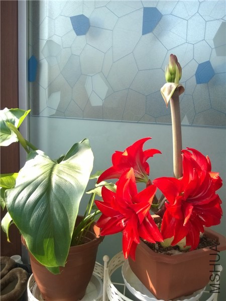 MediaLib_Camera Roll_WP_20140402_010.jpg