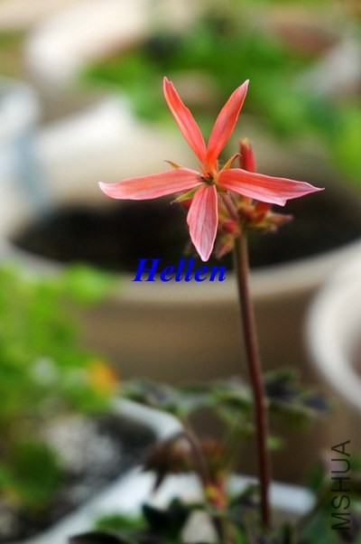 ��ɫ�����Ҷ��