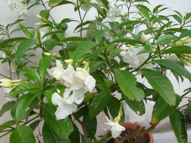 DSC04302.JPG