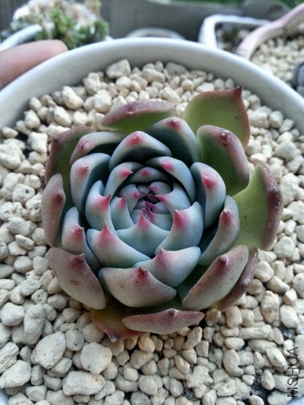 ������