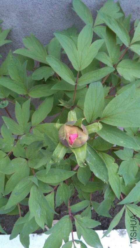 psb111111111 (1).jpg