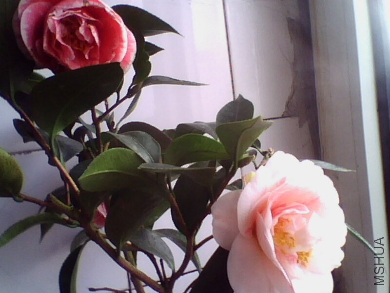 IMG0887A.jpg
