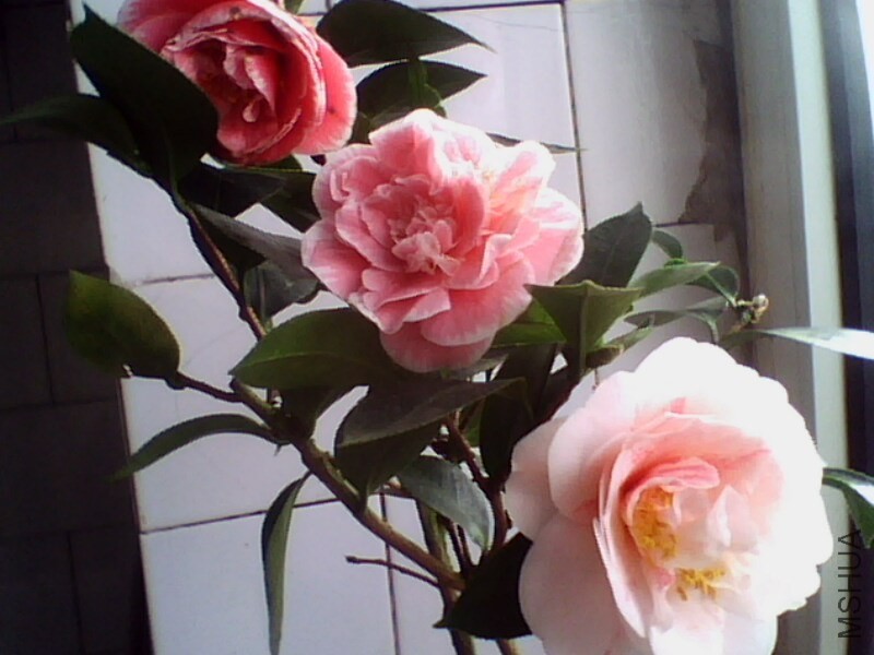 IMG0889A.jpg