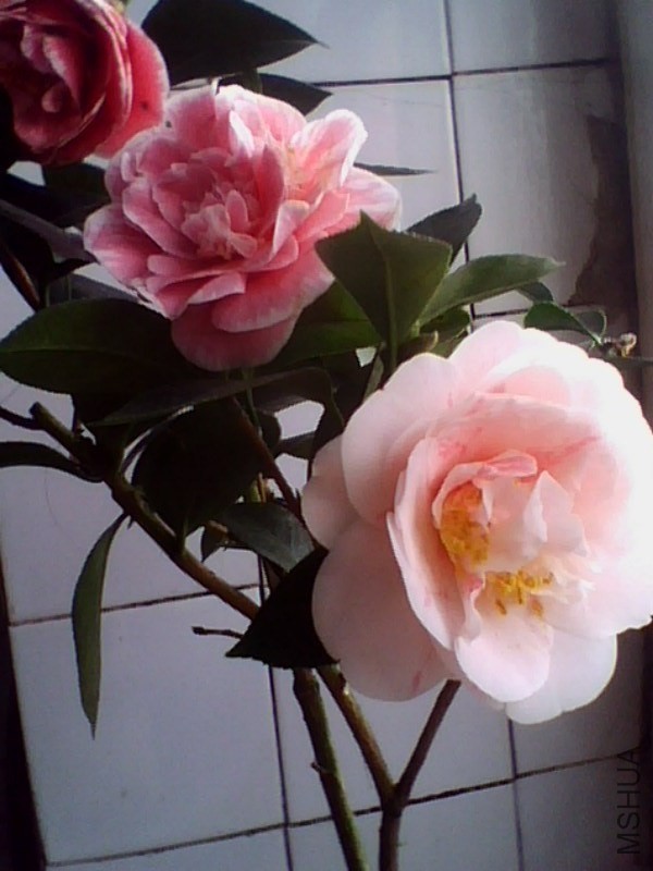 IMG0890A.jpg