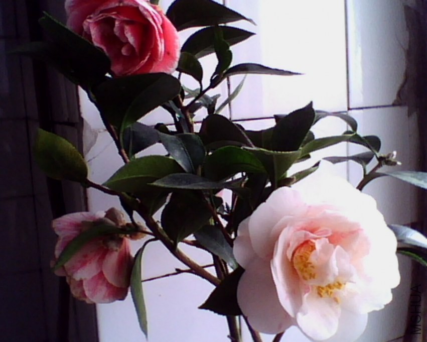 IMG0873A.jpg