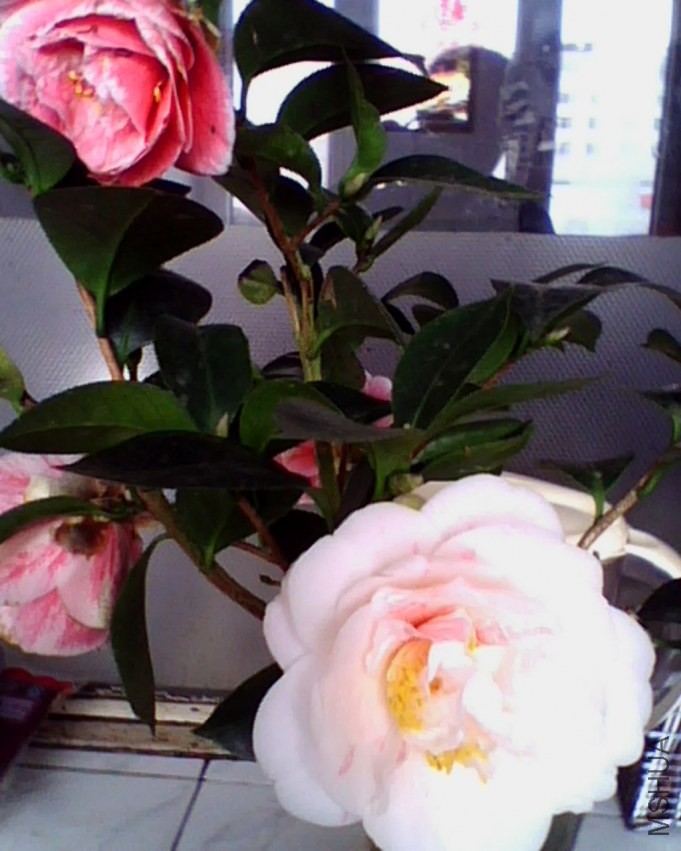 IMG0874A.jpg