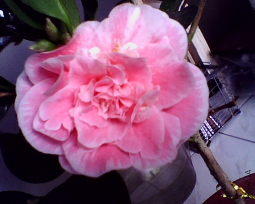 IMG0875A.jpg
