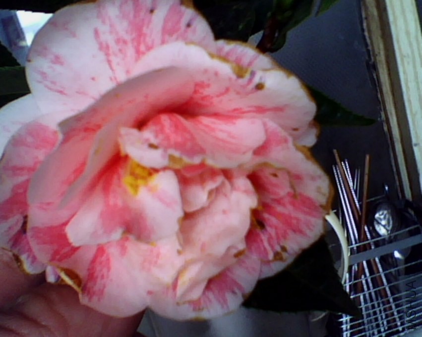 IMG0876A.jpg
