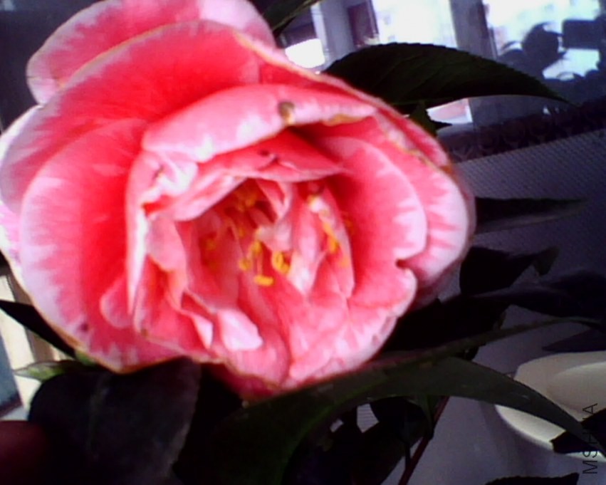 IMG0877A.jpg