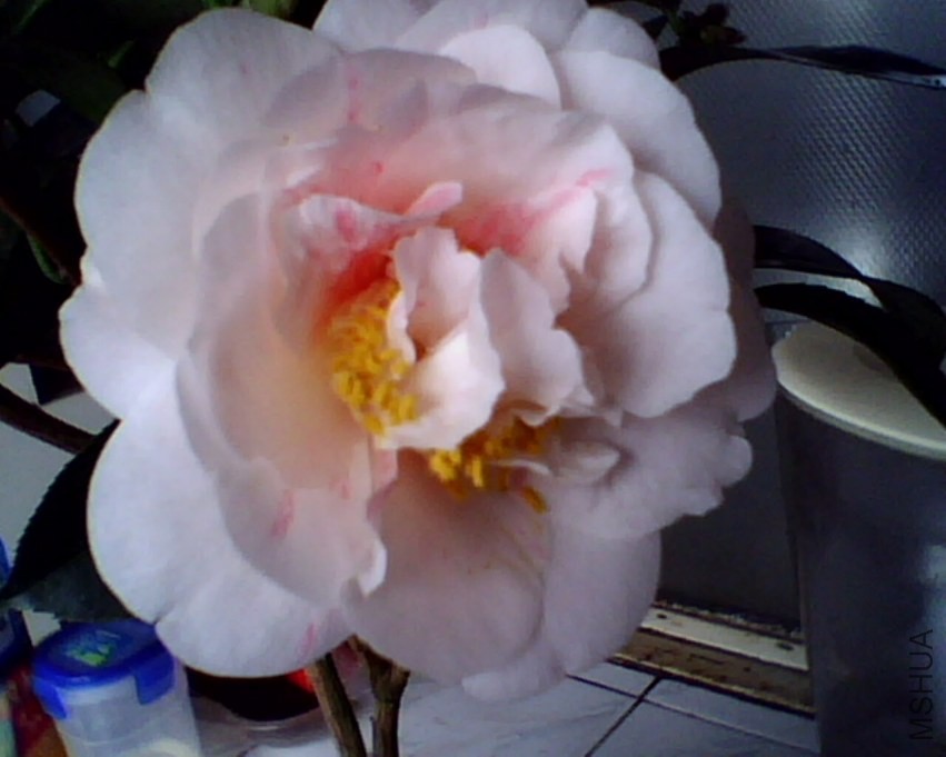 IMG0878A.jpg