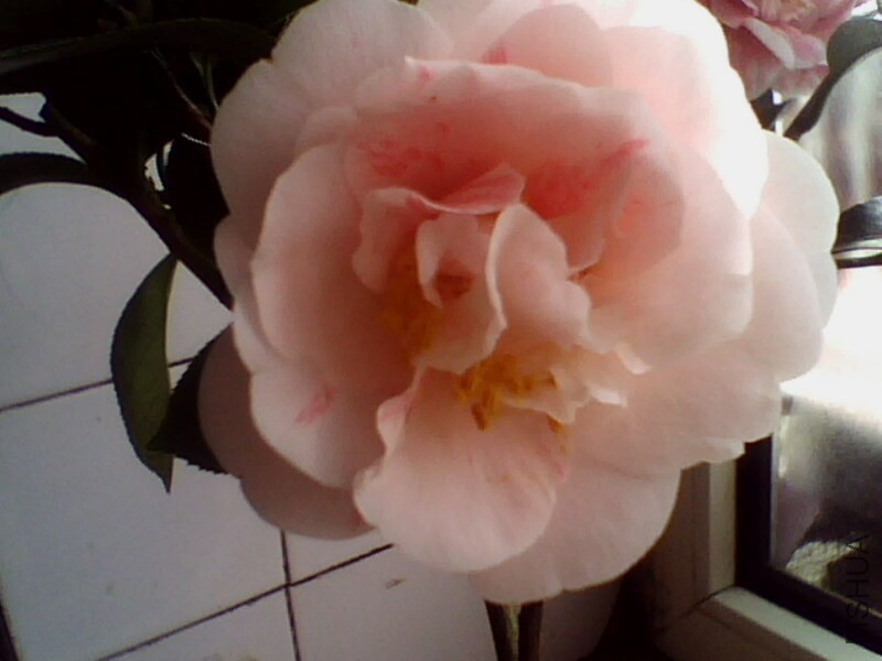 IMG0893A.jpg