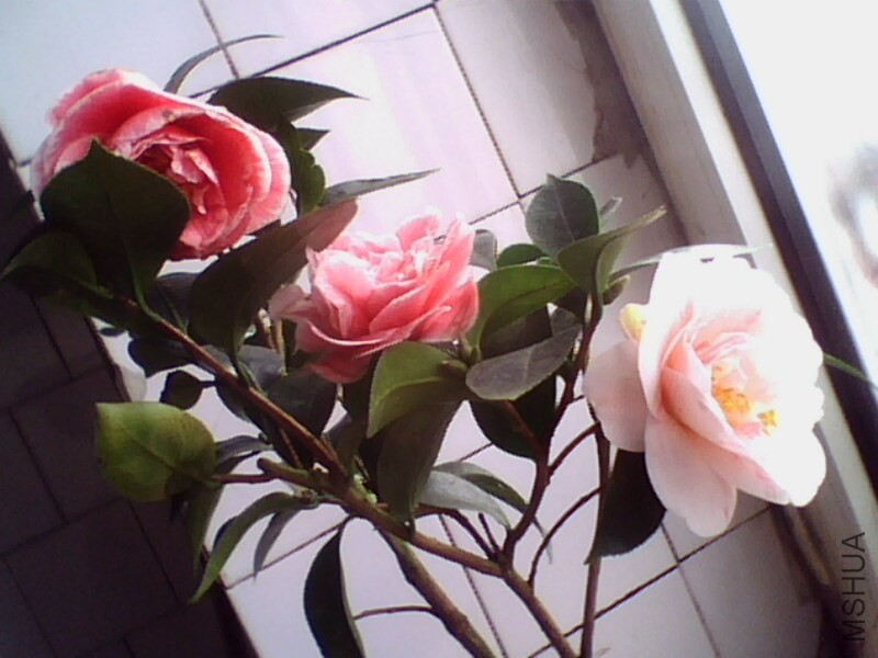 IMG0895A.jpg