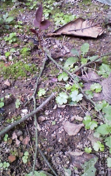 QQͼƬ20140404172854.jpg